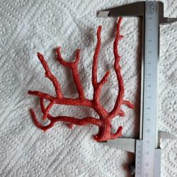 Corail rouge de m&eacute;diterran&eacute;e ancien 11 cms de haut. Coquillage DE COLLECTION