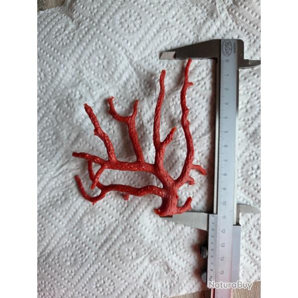 Corail rouge de m�diterran�e ancien 11 cms de haut. Coquillage DE COLLECTION