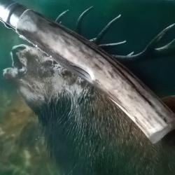 Couteau de poche Opinel 10 bois de cerf