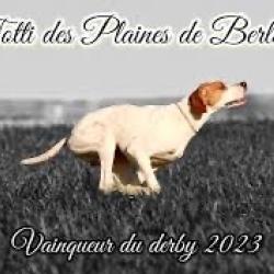 Chiots pointer anglais LOF