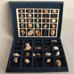 Coffret p&eacute;dagogique de conchyliologie Collection de 20 coquillages