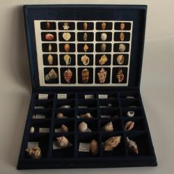 Coffret p&eacute;dagogique de conchyliologie Collection de 25 coquillages