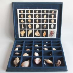 Coffret p&eacute;dagogique de conchyliologie Collection de 25 coquillages