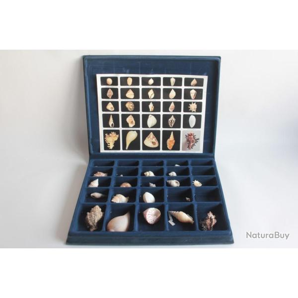 Coffret p�dagogique de conchyliologie Collection de 25 coquillages