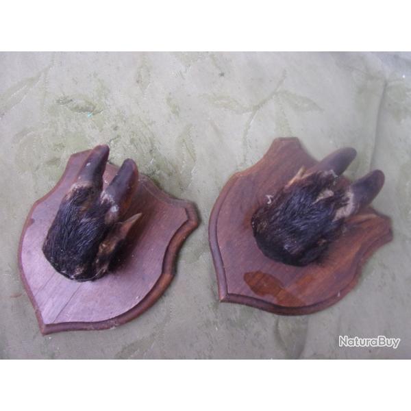 raletier pour 1 arme pates de sanglier