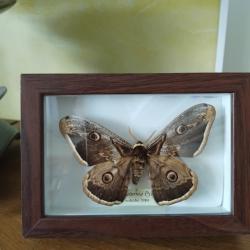 Grand paon de nuit papillon naturalis&eacute;