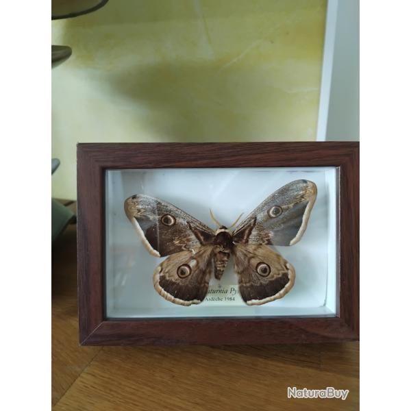Grand paon de nuit papillon naturalis�