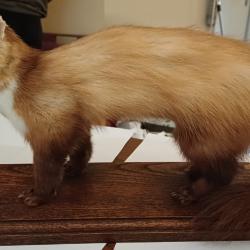 Fouine naturalis&eacute;e