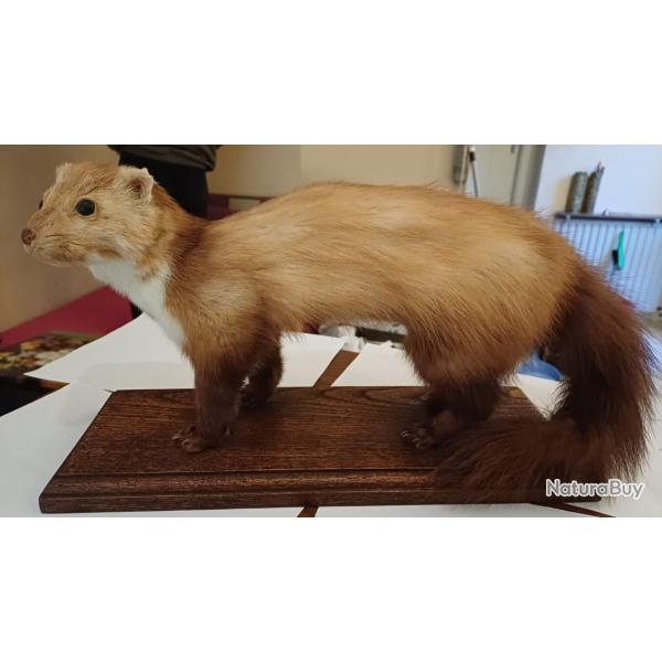 Fouine naturalis�e