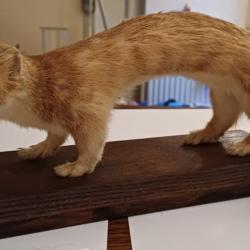 Hermine naturalis&eacute;e