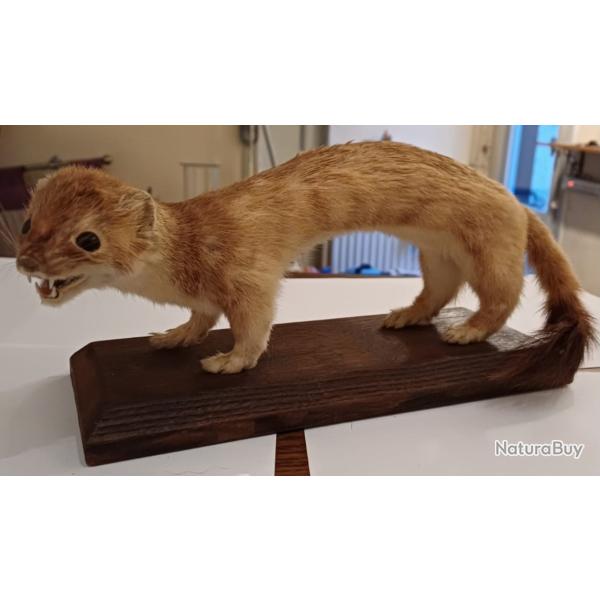 Hermine naturalis�e