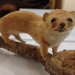 Belette naturalis&eacute;e