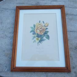 Ancienne grande gravure botanique, planche original intitul&eacute; "Rose, Th&eacute; et Pens&eacute;e" - FRANCE  (XIX&eacute;)