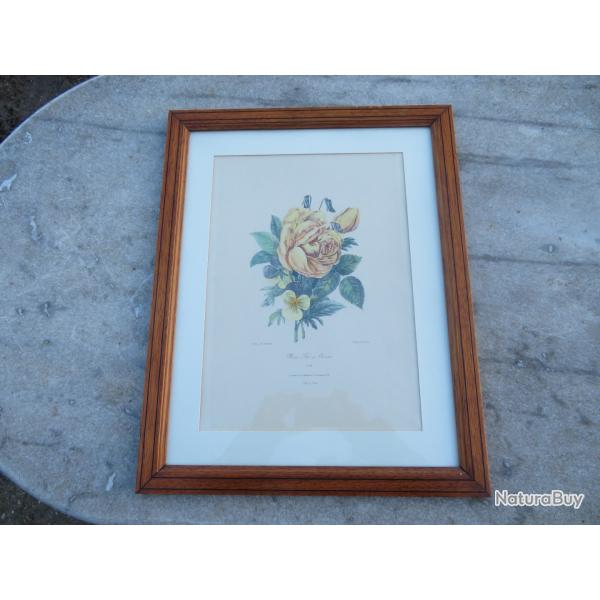 Ancienne grande gravure botanique, planche original intitul� "Rose, Th� et Pens�e" - FRANCE  (XIX�)