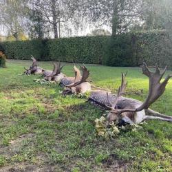 La chasse du daim en Hongrie avec l'association un monde de chasse
