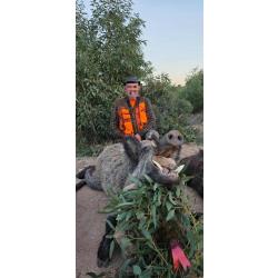 La chasse du sanglier en Tunisie