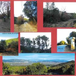 141,3757 ha - FOR&Ecirc;T DES BESSONS - ( 04 ) ALPES DE HAUTE PROVENCE