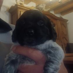 Chiots epagneul bretons