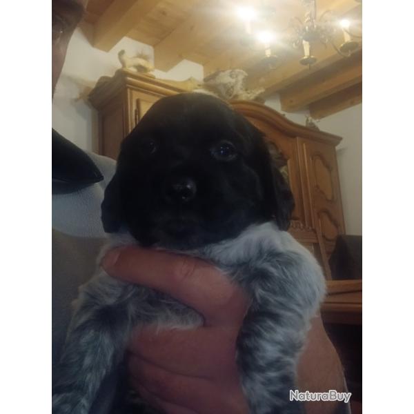 Chiots epagneul bretons