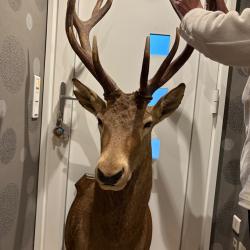 Troph&eacute;e de chasse - cerf royal