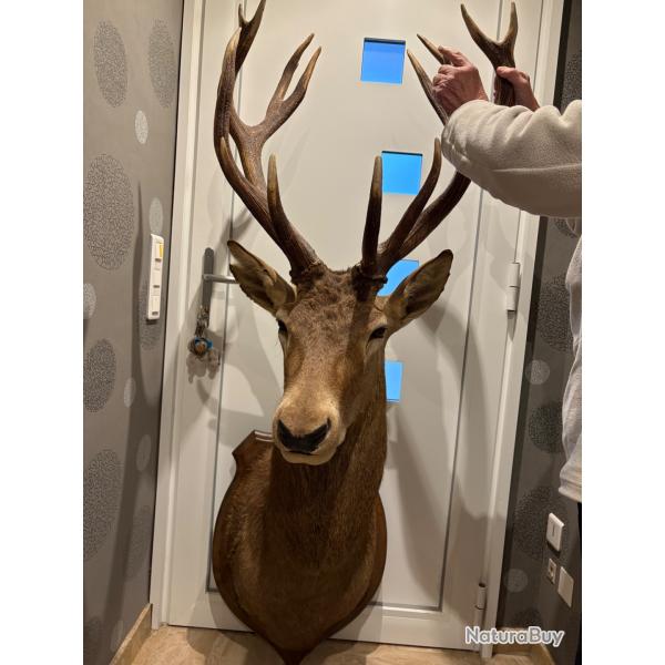 Troph�e de chasse - cerf royal