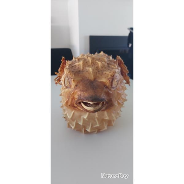 Poisson Diodon (ou poisson-h�risson) naturalis� 30cm