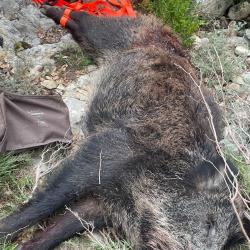 Action sur 3300 hectares Vaucluse sangliers chevreuil