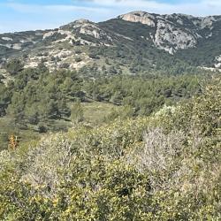 Action sur 3300 hectares Vaucluse sangliers chevreuil