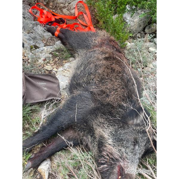 Action sur 3300 hectares Vaucluse sangliers chevreuil