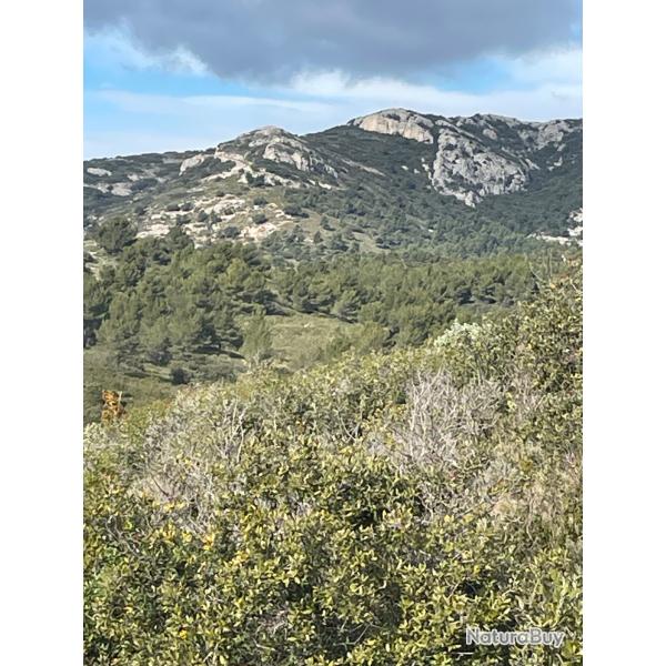 Action sur 3300 hectares Vaucluse sangliers chevreuil