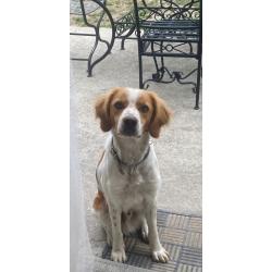 &Eacute;pagneul breton