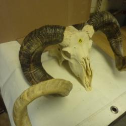 T&ecirc;tes de B&eacute;lier naturelle