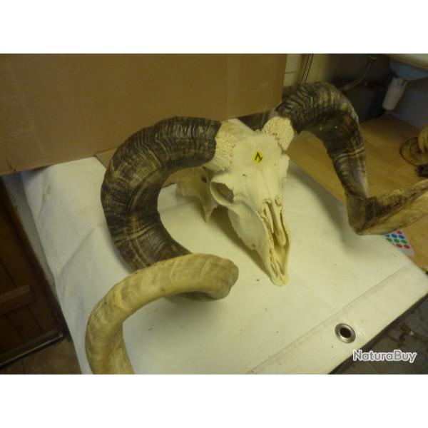 T�tes de B�lier naturelle