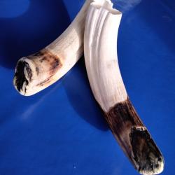 Trophe bananes tr&egrave;s vieux phaco