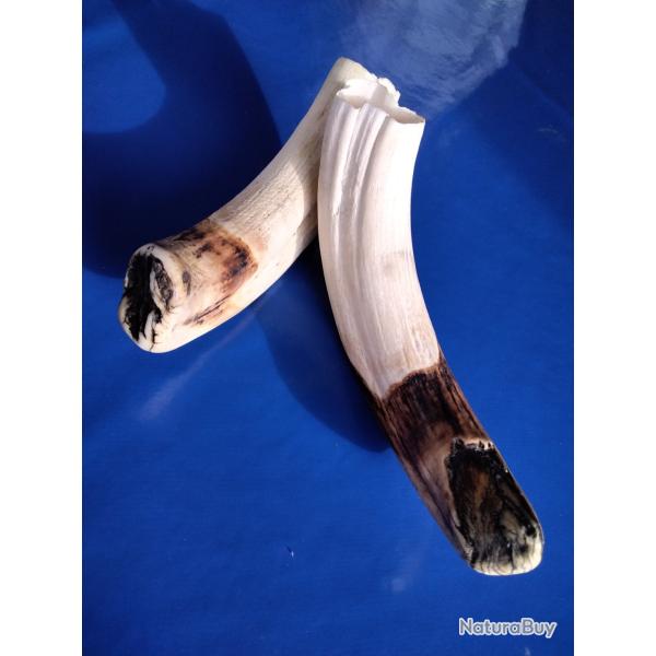 Trophe bananes tr�s vieux phaco