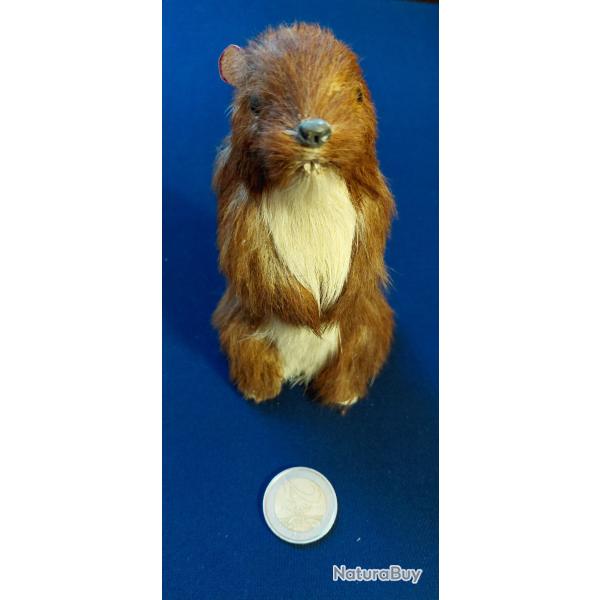 Imitation De Marmotte Taxidermie