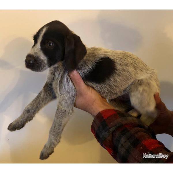 Chiot type Barbu tch�que