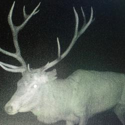 Part action Chasse Alsace La petite pierre