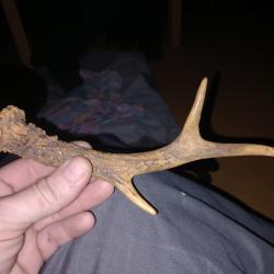 Vrai bois de chevreuil