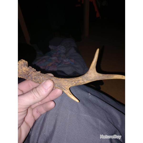 Vrai bois de chevreuil