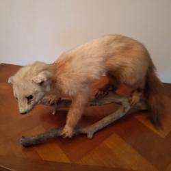 fouine naturalis&eacute;e