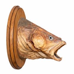 T&ecirc;te de sandre