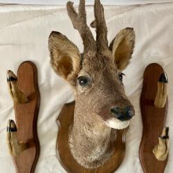 Lot troph&eacute;e de brocard / chevreuil bois velours + pat&egrave;res pattes