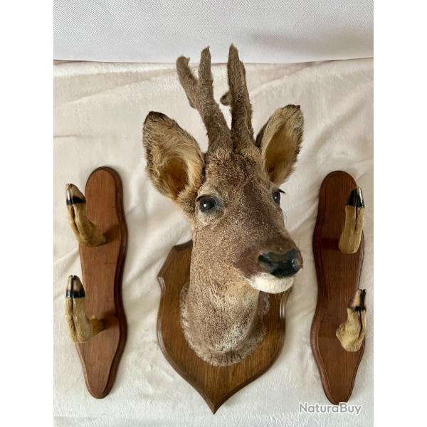 Lot troph�e de brocard / chevreuil bois velours + pat�res pattes
