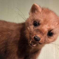 Martre empaill&eacute; sur branche de bois
