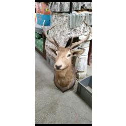t&ecirc;te de cerf naturalis&eacute;