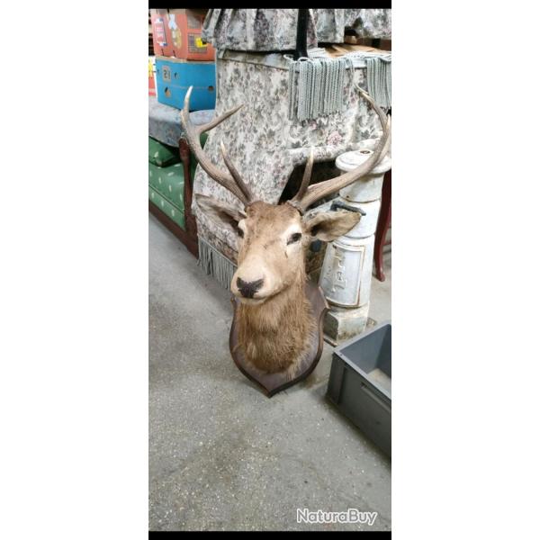 t�te de cerf naturalis�