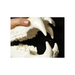 Taxidermie. Reconstitution &eacute;norme m&acirc;choire d'ours polaire.