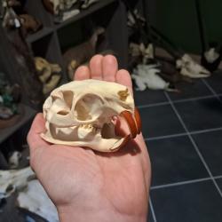 Cr&acirc;ne de ragondin ; Myocastor coypus #0602(1)