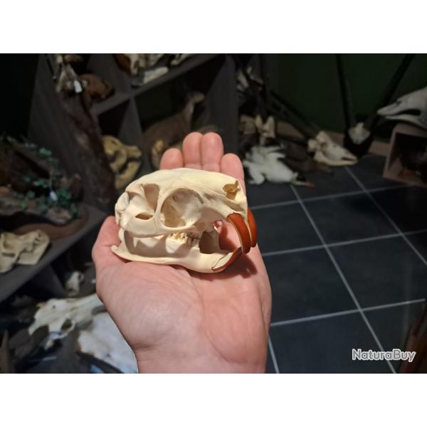 Cr�ne de ragondin ; Myocastor coypus #0602(1)